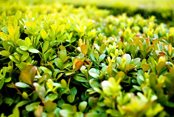 Green Bush — Stock Photo, Image