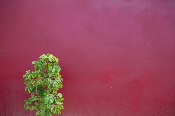 Bush sur fond rouge — Photo