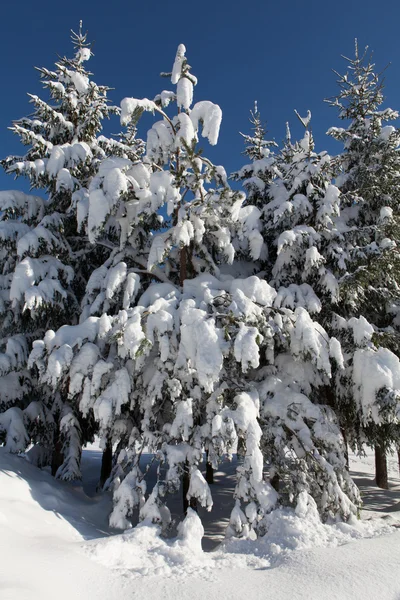 Granar täcks av tung snö på vacker solig dag, blå himmel b — Stockfoto
