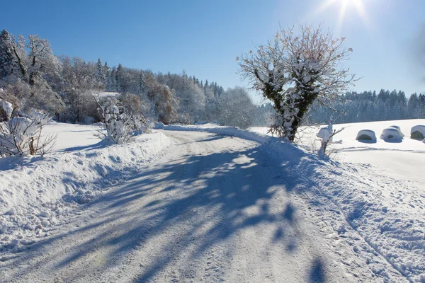 Árboles congelados y camino en un campo, con grandes sombras — Foto de Stock