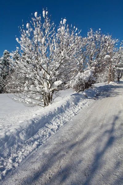 Camino cubierto de nieve en el bosque —  Fotos de Stock