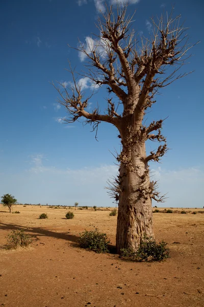 Einsame baobab im senegal, afrika — Stockfoto