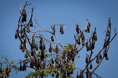 ağaca tutunan çok sayıda büyük yarasalar