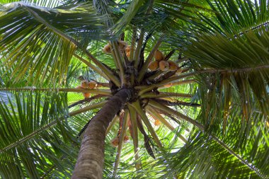 Palm treetop