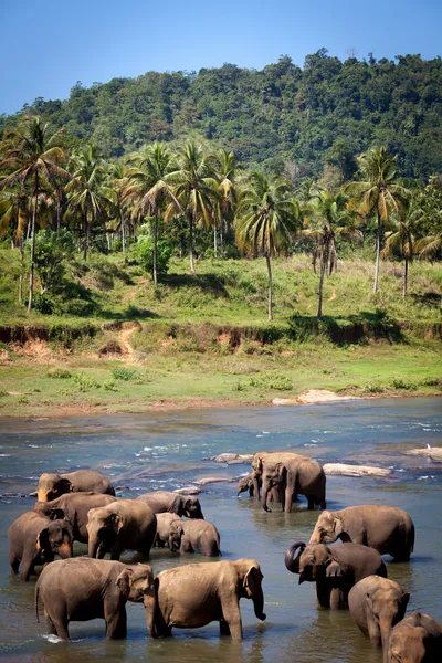 Elefantes Banho no Rio, Sri Lanka — Fotografia de Stock