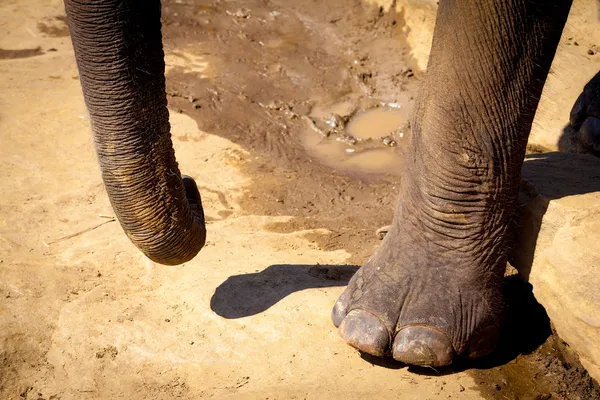 Elephant Trunk and Foot, close up — Stok Foto