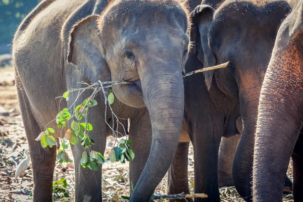 Gajah sedang makan di kelompok gajah. — Stok Foto