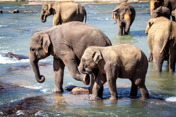 Gajah Tua Menendang Gajah Muda Sementara mandi di Sungai — Stok Foto