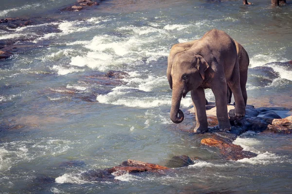 Dua gajah berdiri di batu kecil saat mandi. — Stok Foto