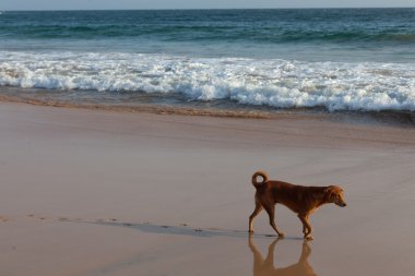 tropik sahilde yürüyen köpek