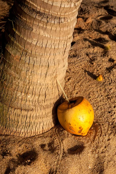 Vágott kókuszdió, szalmával, pálmafa alatt — Stock Fotó