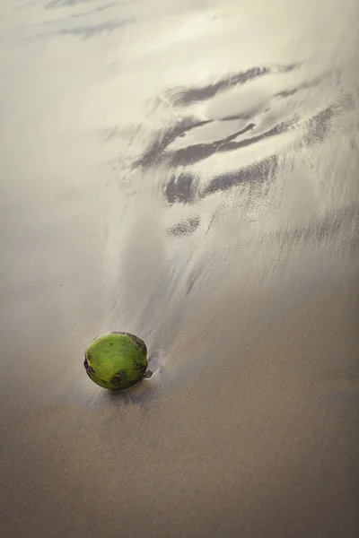 Fresh Coconut on Beach — Stock Photo, Image