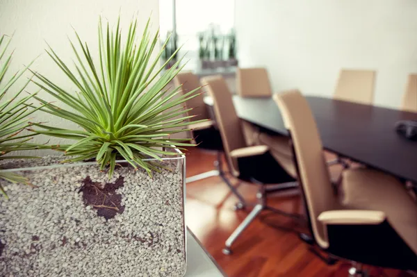 Groene stekelige plant in een lege kantoor, conferentieruimte — Stockfoto