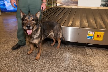 Gümrük memuru ve uyuşturucu için bekleyen köpeğini ljubljana üzerinde kontrol