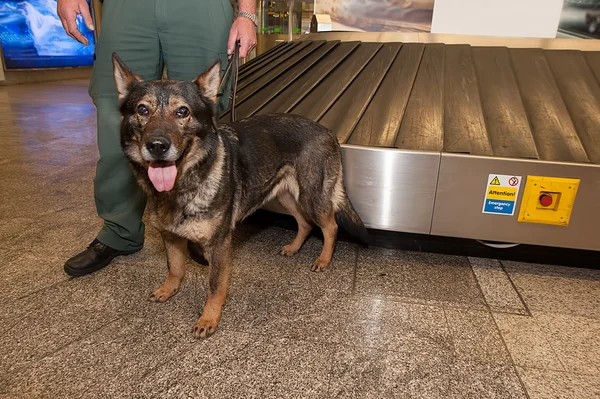 Gümrük memuru ve uyuşturucu için bekleyen köpeğini ljubljana üzerinde kontrol