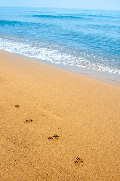 Pasos aislados del perro en la arena a lo largo de la orilla en la playa tropical —  Fotos de Stock