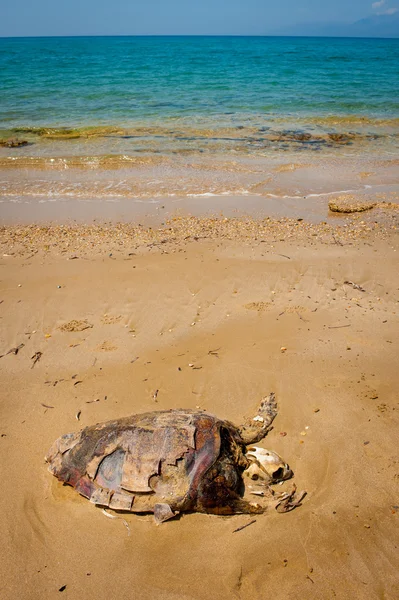 Skeleton of dead turtle on tropical beach — Stock Photo, Image