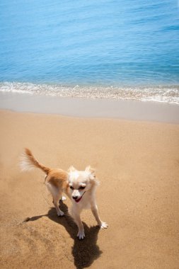mutlu parlak chihuahua tropikal plaj
