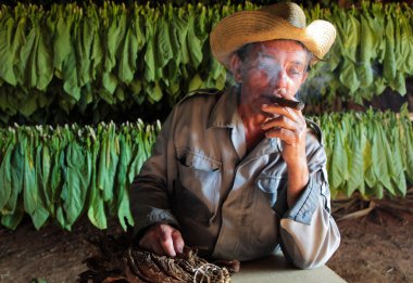 Tobacco farmer in his drying shed with fresh tobacco leaves in b clipart