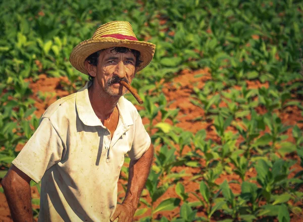 Agricultor em seu campo de tabaco . — Fotografia de Stock