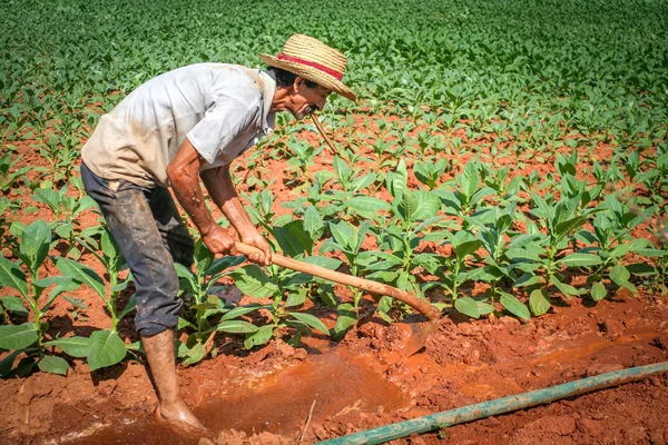 Farmář pracuje na poli tabáku ve vinales, Kuba — Stock fotografie