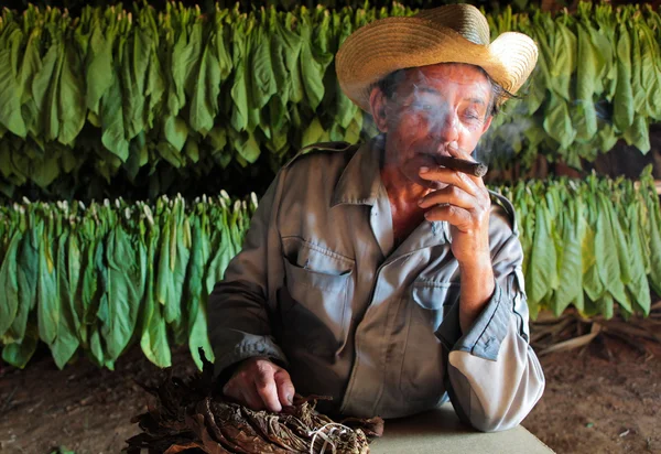 Productor de tabaco en su cobertizo de secado con hojas de tabaco fresco en b —  Fotos de Stock