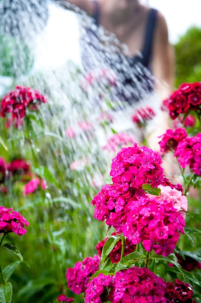 Fille arrosage fleurs violettes sur le jardin — Photo