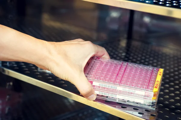 La mano de la mujer insertando cultivos de virus en la caja de calor —  Fotos de Stock