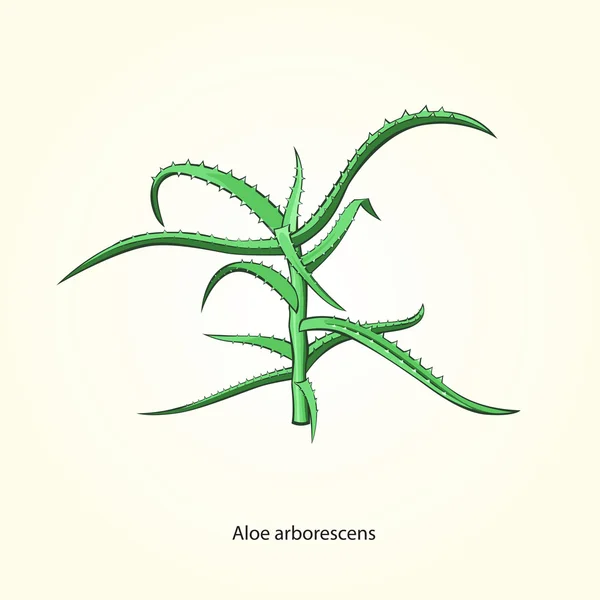 Aloes — Wektor stockowy