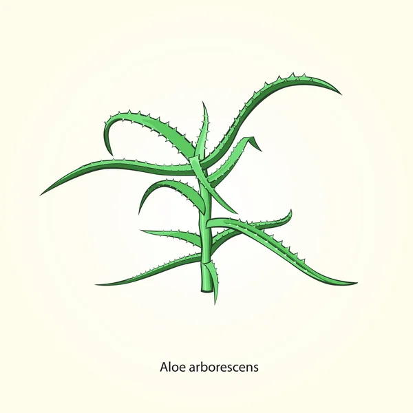 Aloe.
