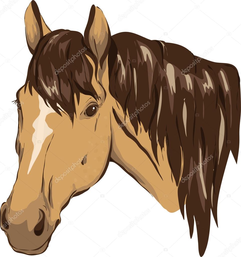Horse head Stock Vector by ©pony_rider 12352455