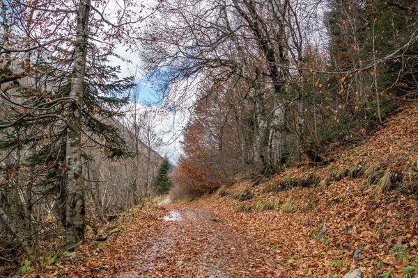 秋の曇りの日には絵のように美しい山の峡谷ドムベイ ウルゲンを散策 — ストック写真
