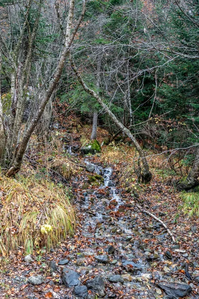 Wanderung Entlang Der Dombai Ulgen Schlucht Zum Bach Einem Herbstlich — Stockfoto