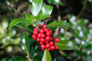 Sonbaharda Holly meyvesi yakın.