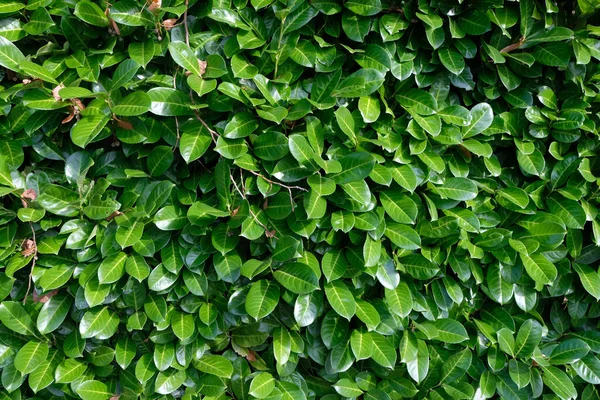 Fogliame Una Siepe Alloro Palma Primo Piano — Foto Stock