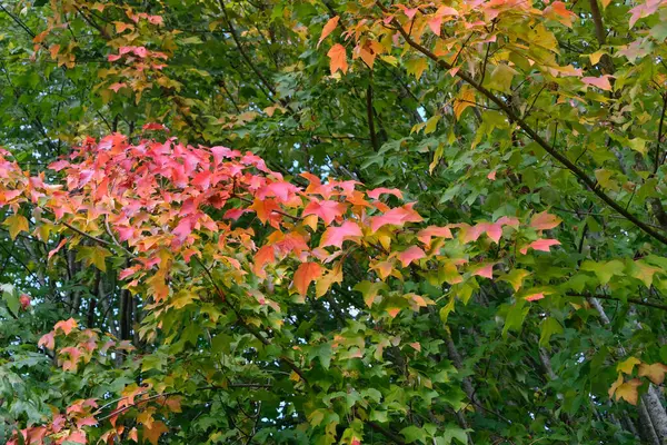 Loof Van Verschillende Kleuren Vroege Herfst — Stockfoto