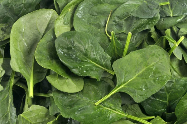 Fresh Raw Spinach Close — Stock Photo, Image