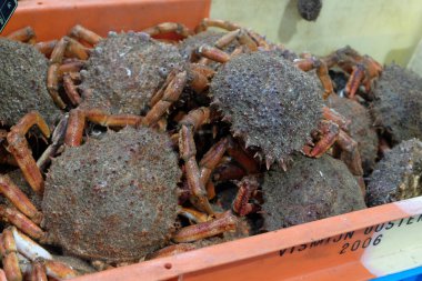 Taze yakalanmış örümcek yengeçleri plastik tepside kapanıyor.