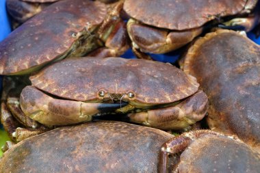 Yeni yakalanan Dungeness Yengeçleri