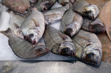Yakından bir balıkçının tezgahındaki buzda gri deniz çamı.