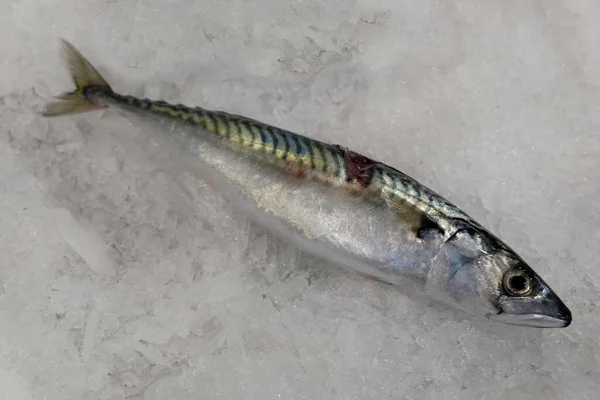 密集した魚屋の屋台の氷の上のMackerel — ストック写真