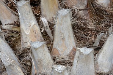 Bir palmiye ağacının gövdesine yakın. 