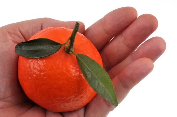 Tangerine Dengan Dedaunan Tangan Close Pada Latar Belakang Putih — Stok Foto