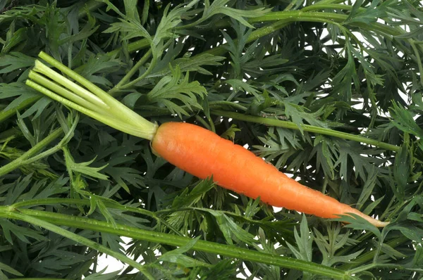 Organic Raw Carrot Carrot Tops Close — Stock Photo, Image
