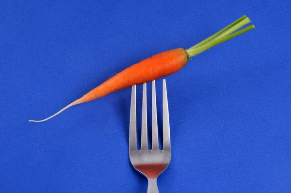 Organic Raw Carrot Pricked Fork Close Blue Background — Stock Photo, Image