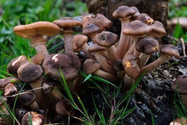 Ağaçta yetişen mantarlar