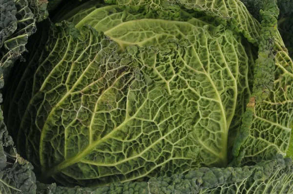 Raw Green Cabbage Close Background — Stock Photo, Image