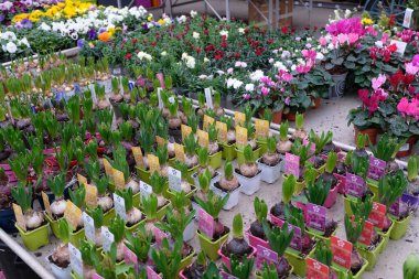 Vannes 'daki bir bahçe merkezinde satılık bitkiler.