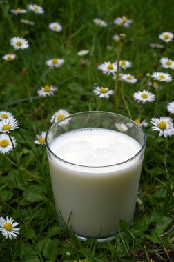 Bir bardak taze organik süt ve papatya.