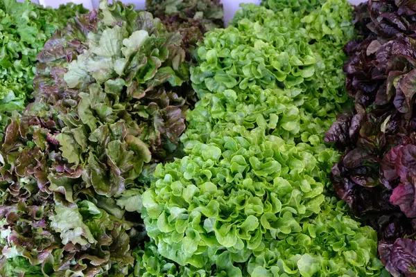 Salads Stall Organic Farmer Close — Stock Photo, Image